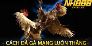 Cách Đá Gà Mạng Luôn Thắng