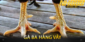 Gà Ba Hàng Vảy